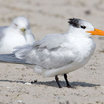 Royal Tern